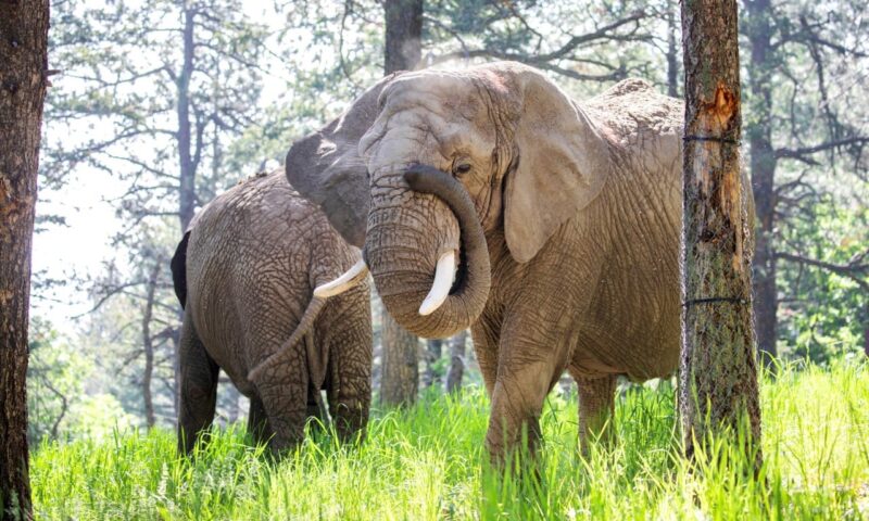 Mahkamah tertinggi Colorado putuskan gajah-gajah di zoo bukan manusia