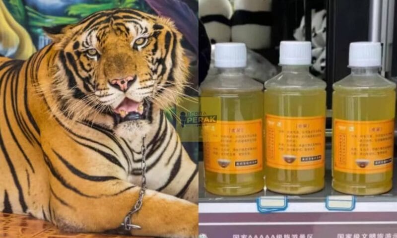 Zoo jual air kencing harimau RM30 sebotol, dakwa boleh rawat sakit otot