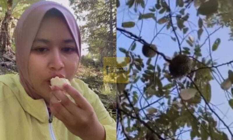 “Ni baru betul durian runtuh” –  Wanita ‘asyik’ makan durian cemas raja buah jatuh atas kepala