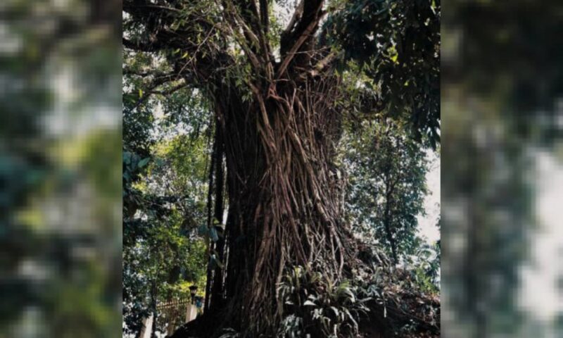 “Macam kena salai” – Lelaki panas ‘telur’ selepas tebang pokok ara