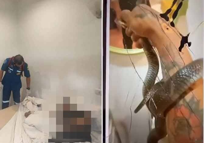Lelaki maut akibat dipatuk tedung selar ketika rakam video Lelaki maut akibat dipatuk tedung selar ketika rakam video