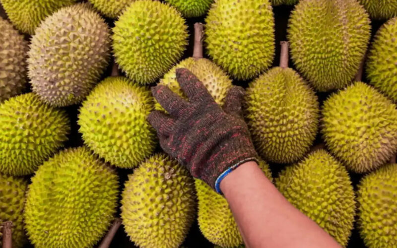 Peniaga dedah realiti pahit industri durian Peniaga dedah realiti pahit industri durian